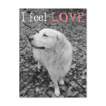 Golden Retriever VALENTINE DAY Postcard