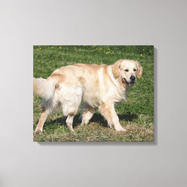 Golden Retriever Walking Leinwanddruck (Vorderseite)