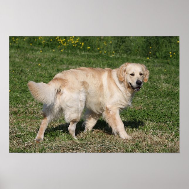 Golden Retriever Walking Poster (Vorne)