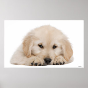 Golden Retriever Welpe 2 Poster