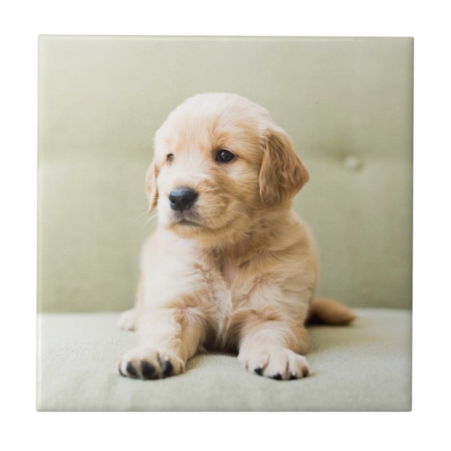 Golden Retriever Welpe auf Couch Fliese (Vorderseite)