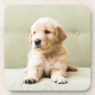 Golden Retriever Welpe auf Couch Getränkeuntersetzer