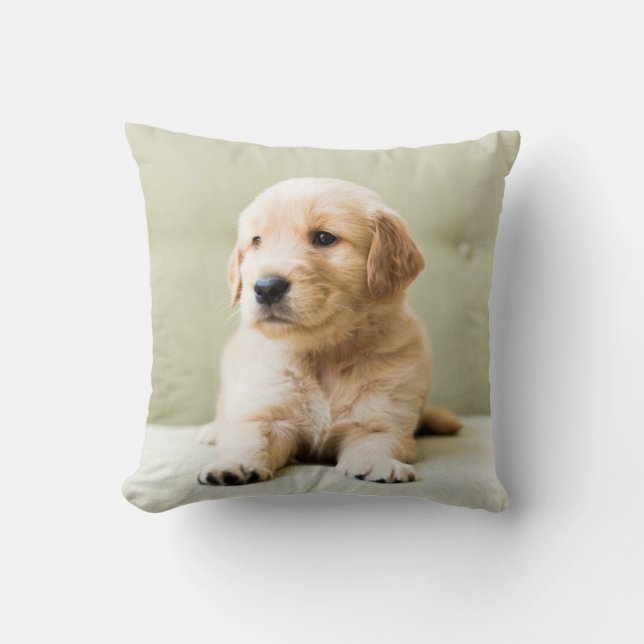 Golden Retriever Welpe auf Couch Kissen (Vorderseite)