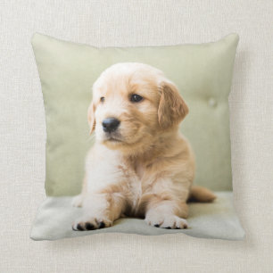 Golden Retriever Welpe auf Couch Kissen
