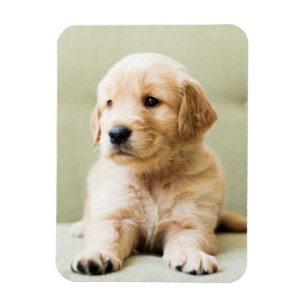 Golden Retriever Welpe auf Couch Magnet
