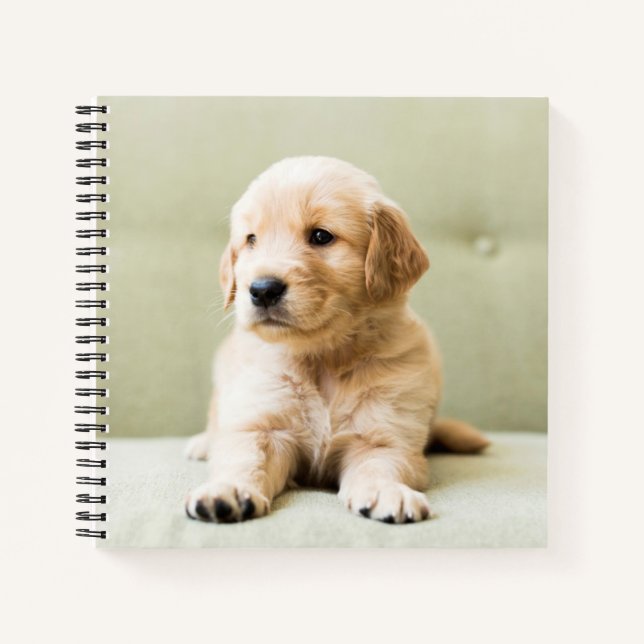 Golden Retriever Welpe auf Couch Notizbuch (Vorderseite)