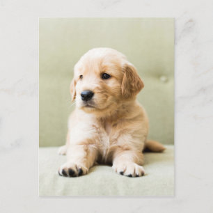 Golden Retriever Welpe auf Couch Postkarte