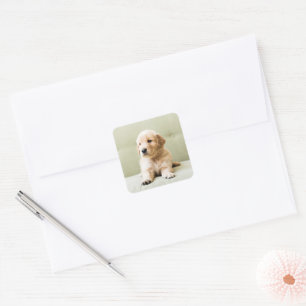 Golden Retriever Welpe auf Couch Quadratischer Aufkleber