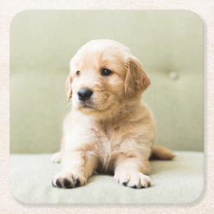 Golden Retriever Welpe auf Couch Rechteckiger Pappuntersetzer