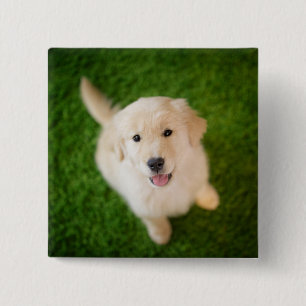 Golden Retriever Welpe auf Gras Button