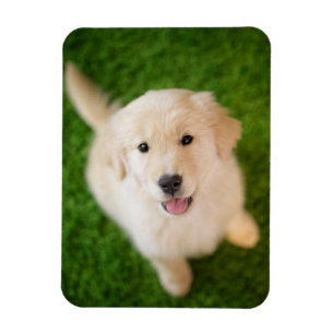 Golden Retriever Welpe auf Gras Magnet