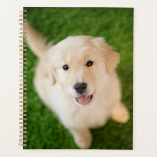 Golden Retriever Welpe auf Gras Planer