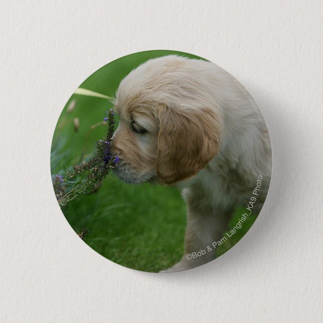Golden retriever-Welpe Button (Vorderseite)