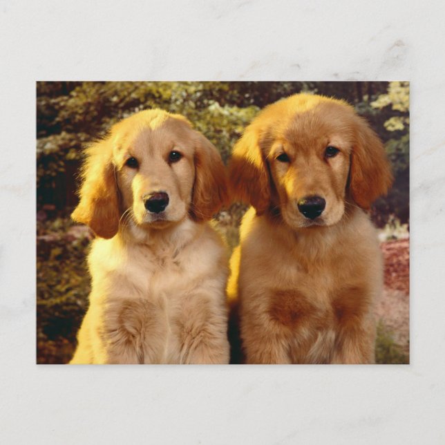 Golden Retriever Welpe Doppy Blank Postkarte (Vorderseite)