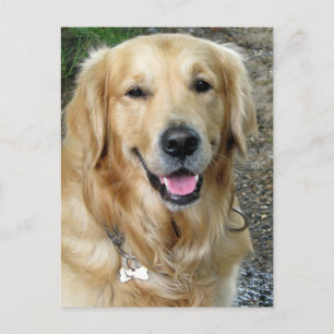 Golden Retriever Welpe Doppy Blank Postkarte