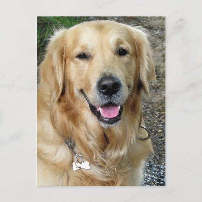 Golden Retriever Welpe Doppy Blank Postkarte (Vorderseite)