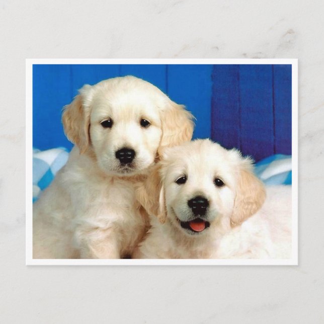 Golden Retriever Welpe Doppy Blank Postkarte (Vorderseite)