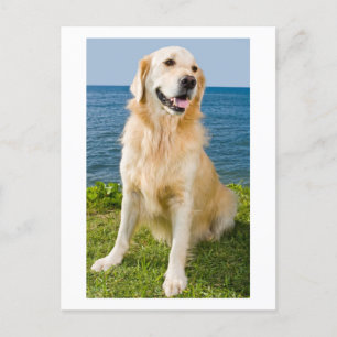 Golden Retriever Welpe Doppy Blank Postkarte