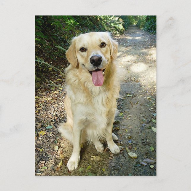 Golden Retriever Welpe Doppy Blank Postkarte (Vorderseite)