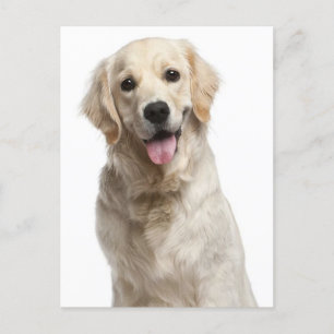 Golden Retriever Welpe Doppy Blank Postkarte