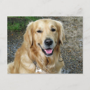 Golden Retriever Welpe Doppy Blank Postkarte