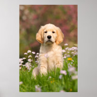Golden Retriever Welpe ein niedlicher Goldie