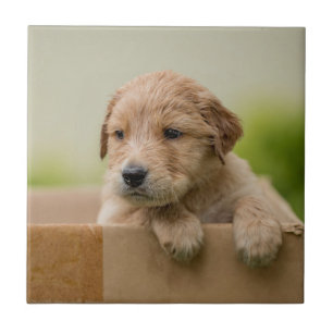 Golden Retriever Welpe Fliese
