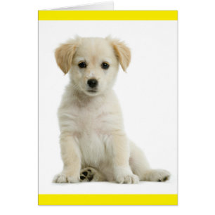 Golden Retriever Welpe Hund Blank