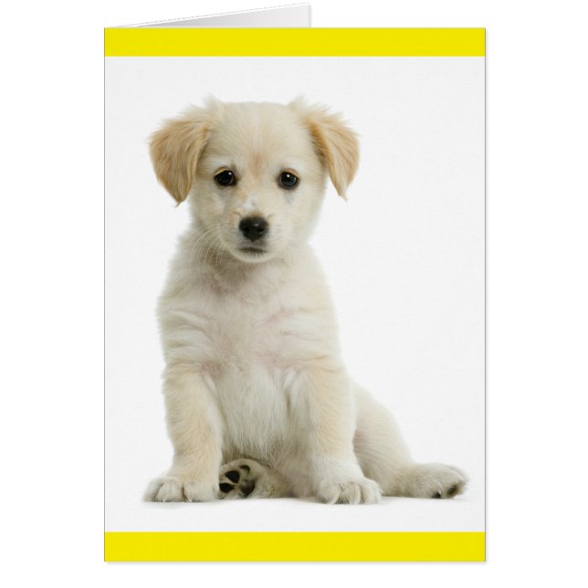 Golden Retriever Welpe Hund Blank (Vorne)