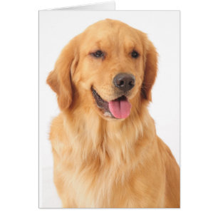 Golden Retriever Welpe Hund Blank