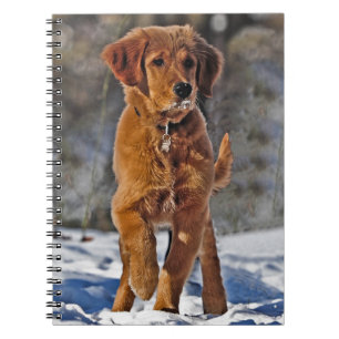 Golden Retriever Welpe Hund im Schnee Notizblock