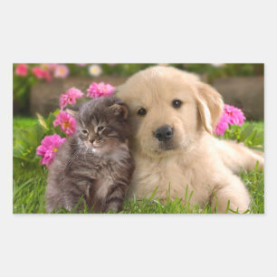 Golden Retriever Welpe Hund & Kitten Sticker