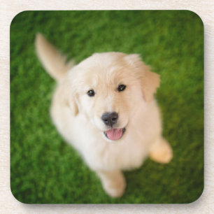 Golden Retriever Welpe im Gras Getränkeuntersetzer