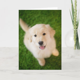 Golden Retriever Welpe im Gras Karte