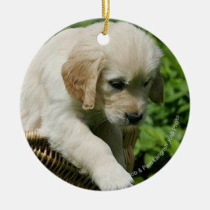 Golden retriever-Welpe im Korb Keramik Ornament