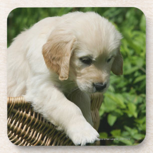 Golden retriever-Welpe im Korb Untersetzer
