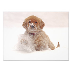 Golden Retriever Welpe im Schnee Fotodruck