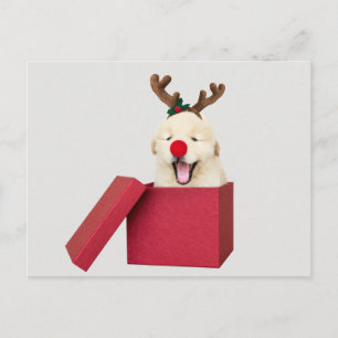 Golden Retriever Welpe in Roter Geschenkboxen Postkarte