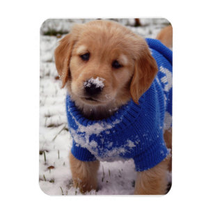 Golden retriever-Welpe Magnet