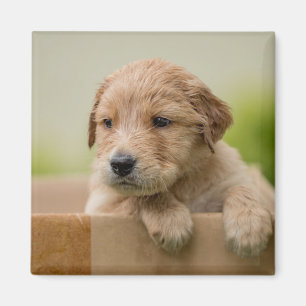 Golden Retriever Welpe Magnet
