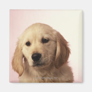 Golden retriever-Welpe Magnet