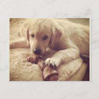 Golden Retriever Welpe mit Knochen Postkarte