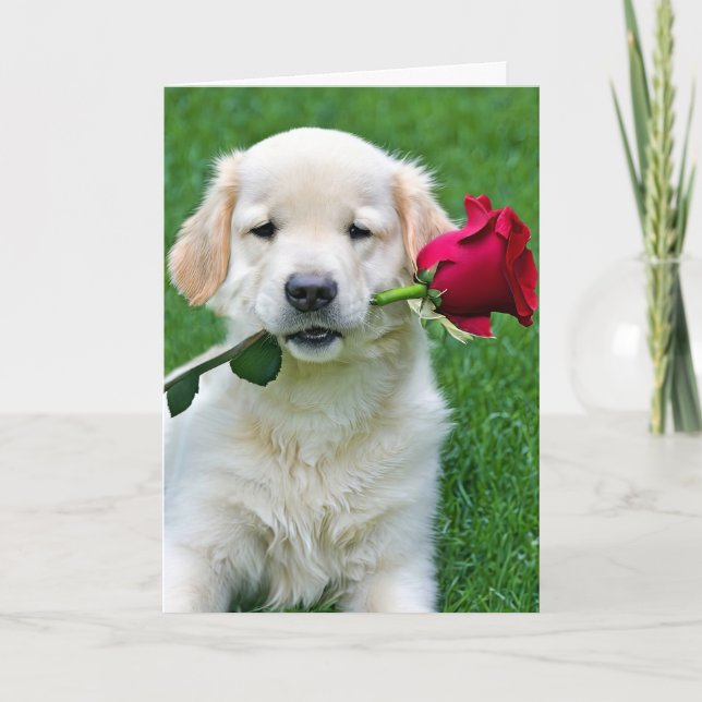 Golden Retriever Welpe mit Rote Rose Karte (Vorderseite)