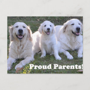 Golden Retriever Welpe mit stolzen Eltern Postkarte