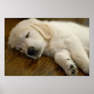 Golden Retriever Welpe nimmt ein Nickerchen Poster