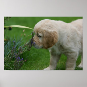 Golden retriever-Welpe Poster