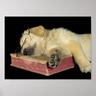 Golden Retriever Welpe schlafen im Buch Poster