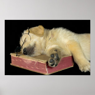 Golden-Retriever-Welpe schläft auf einem Buch Poster