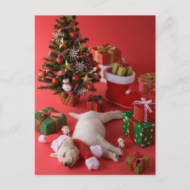 Golden Retriever Welpe und Weihnachten (Vorderseite)