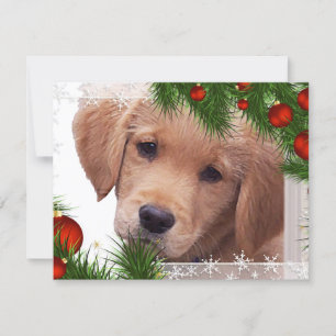 Golden Retriever Welpe Weihnachten